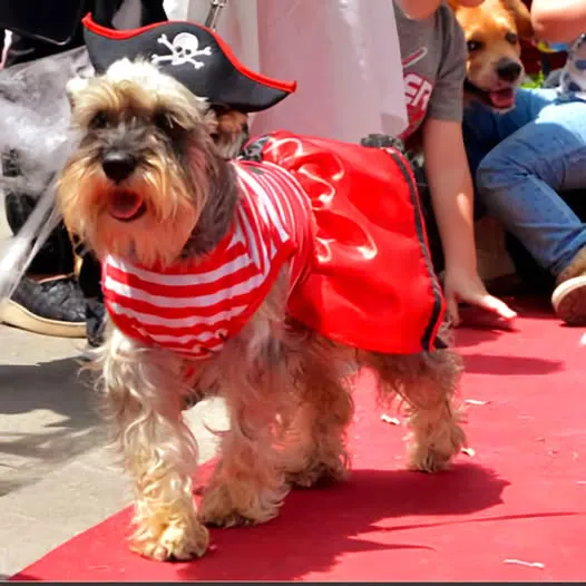 Dia del Animal  - 01