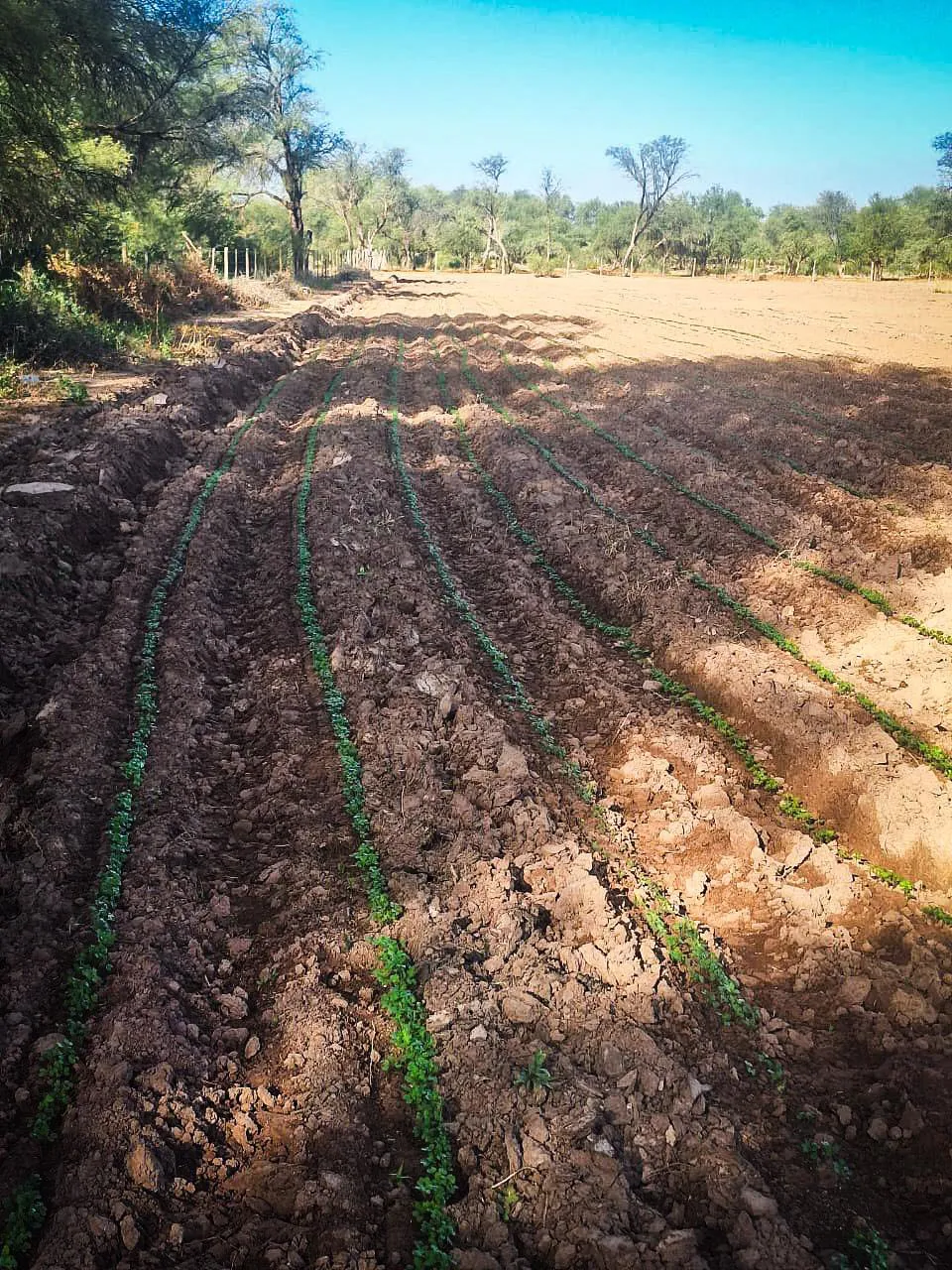 Campaña Siembra de Mostaza - 03