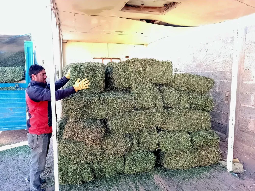 Pasto para produccion - 03