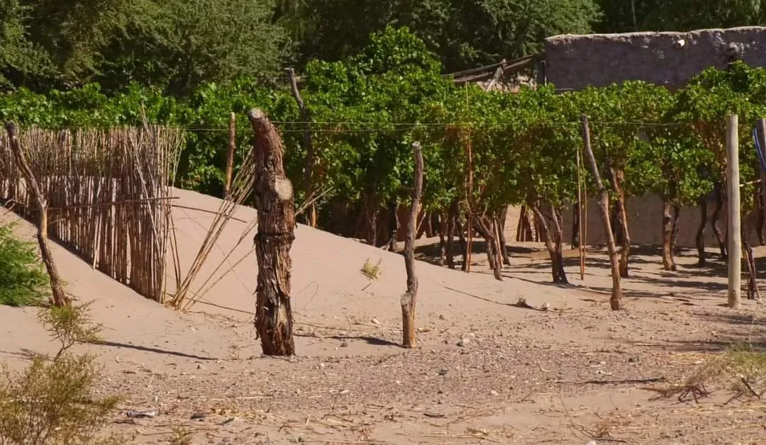 Avance del Medano en barrio Juan M. Salas - 01