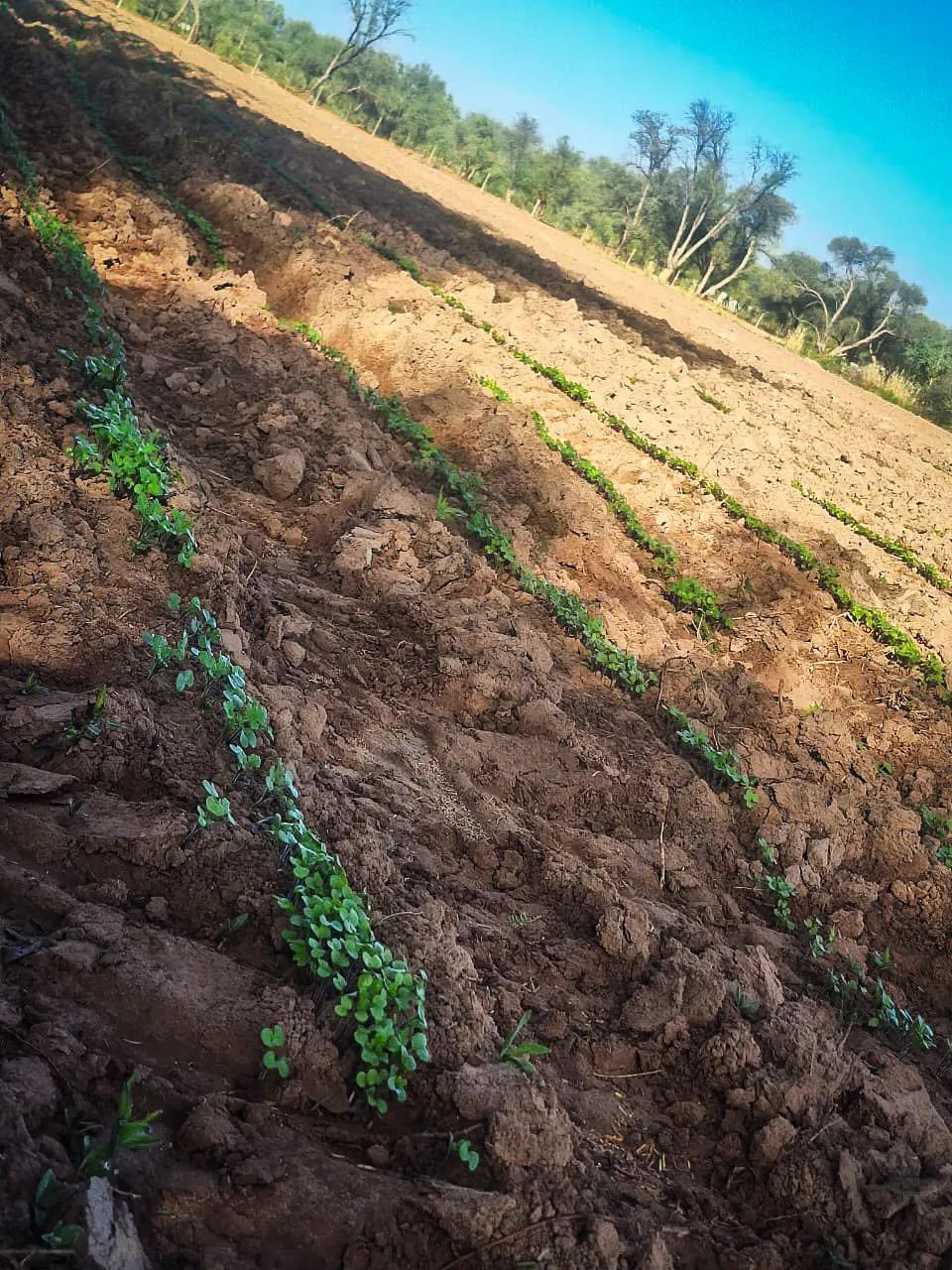 Campaña Siembra de Mostaza - 02