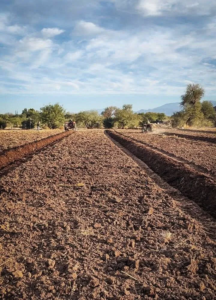 Campaña Siembra de Mostaza - 06