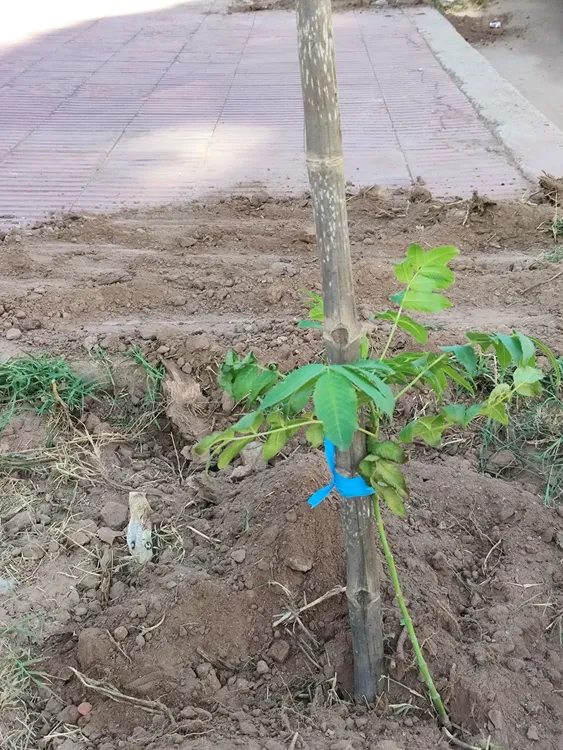 Forestacion en Tinogasta - 03