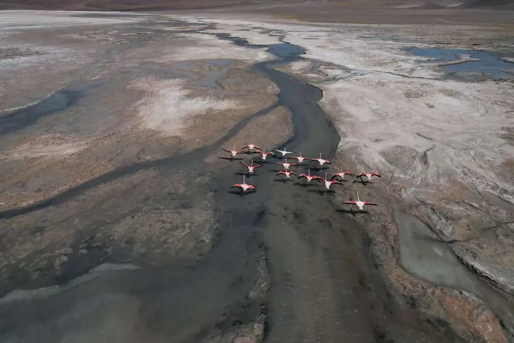 Regreso de Flamencos - 03