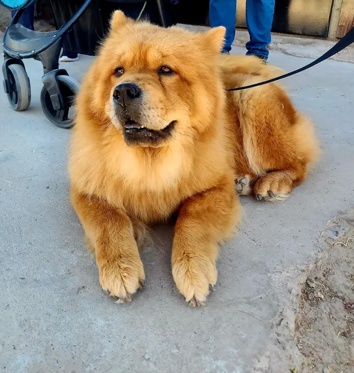 Dia del Animal - Fiambala - 02