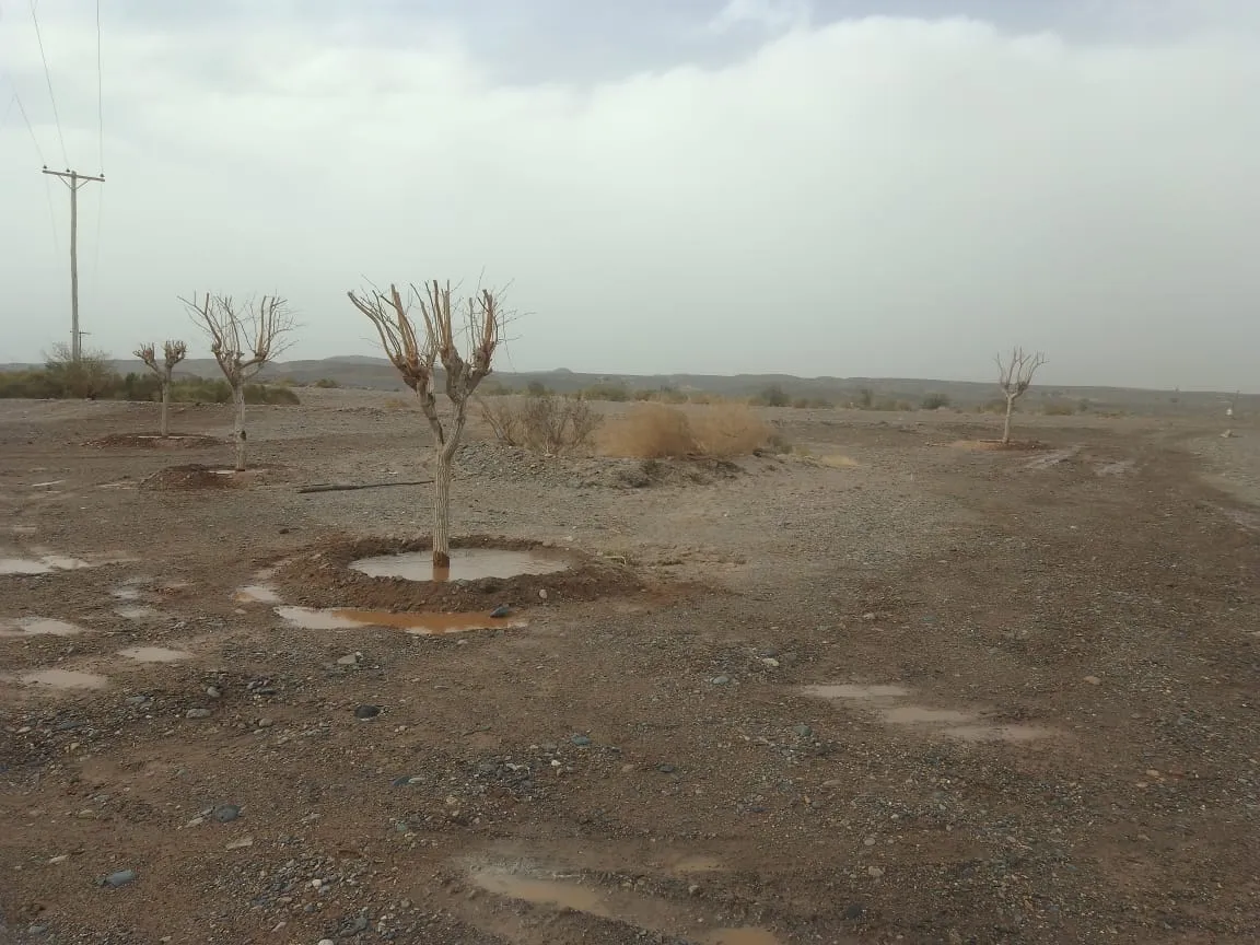 Parquizacion Cruce de Medanitos - 01