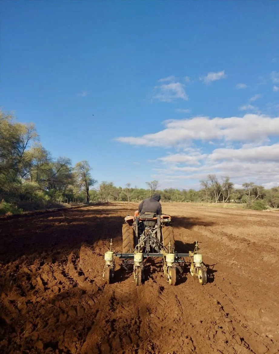 Campaña Siembra de Mostaza - 01