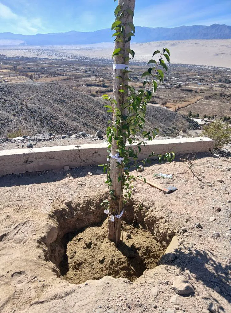 Forestacion Cristo de la Fe - 01
