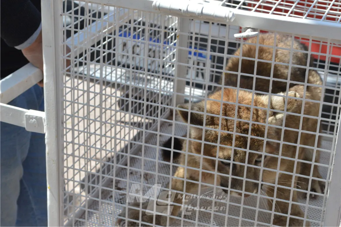 Encuentran un Puma en Fiambala - 01