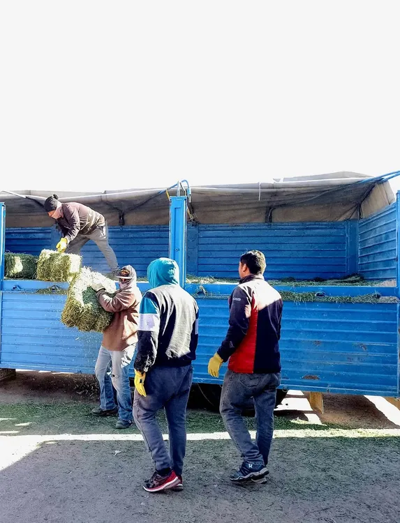 Pasto para produccion - 04