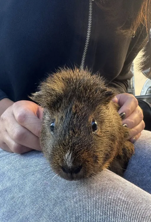 Dia del Animal Tinogasta - 04