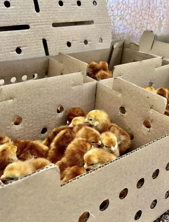 Cadena Avicola en Tinogasta - 02