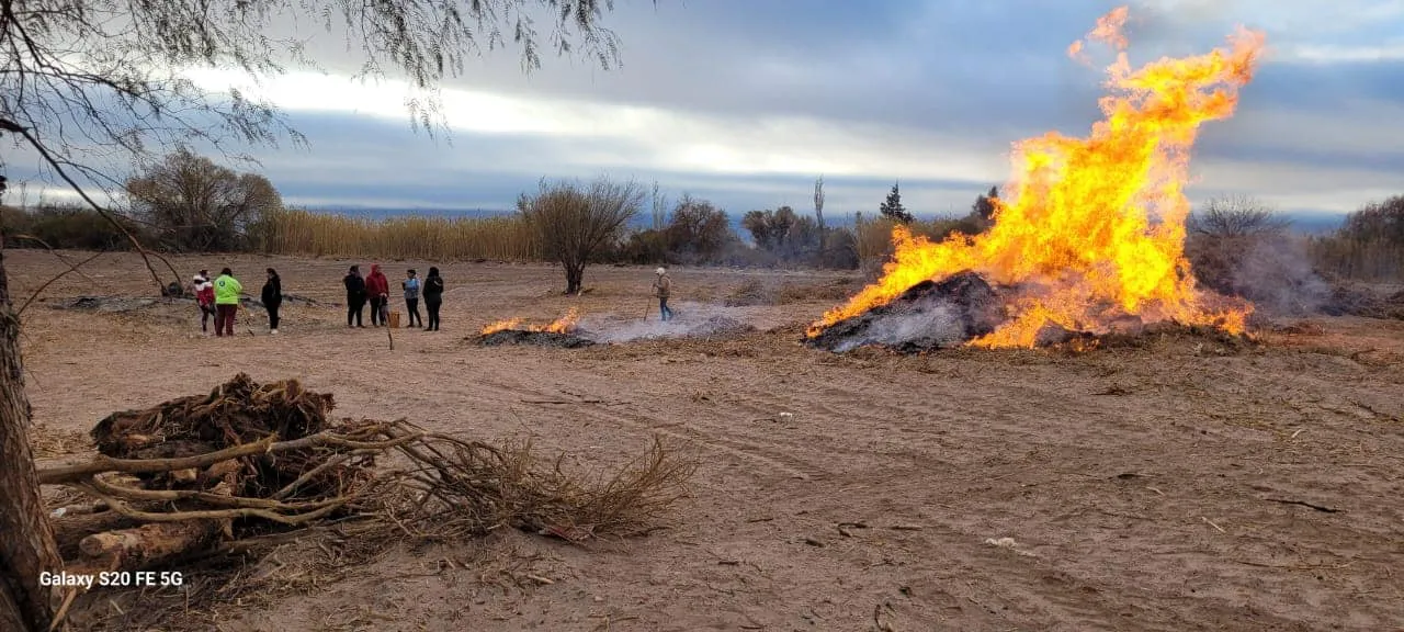 Limpieza de Terrenos - 02