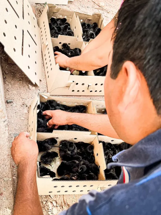 Cadena Avicola en Tinogasta - 04