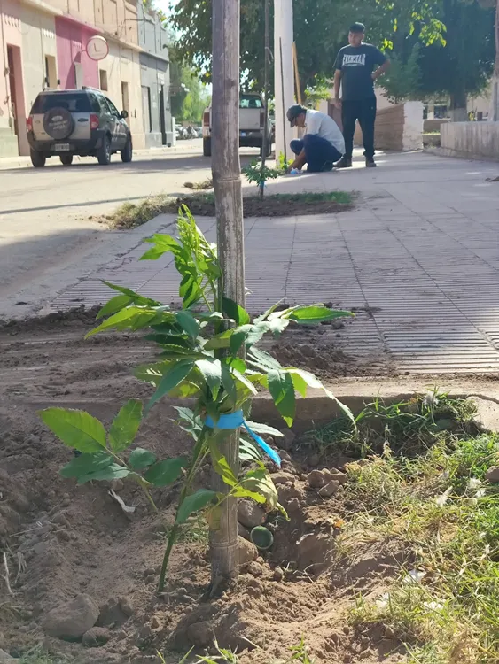 Forestacion en Tinogasta - 02