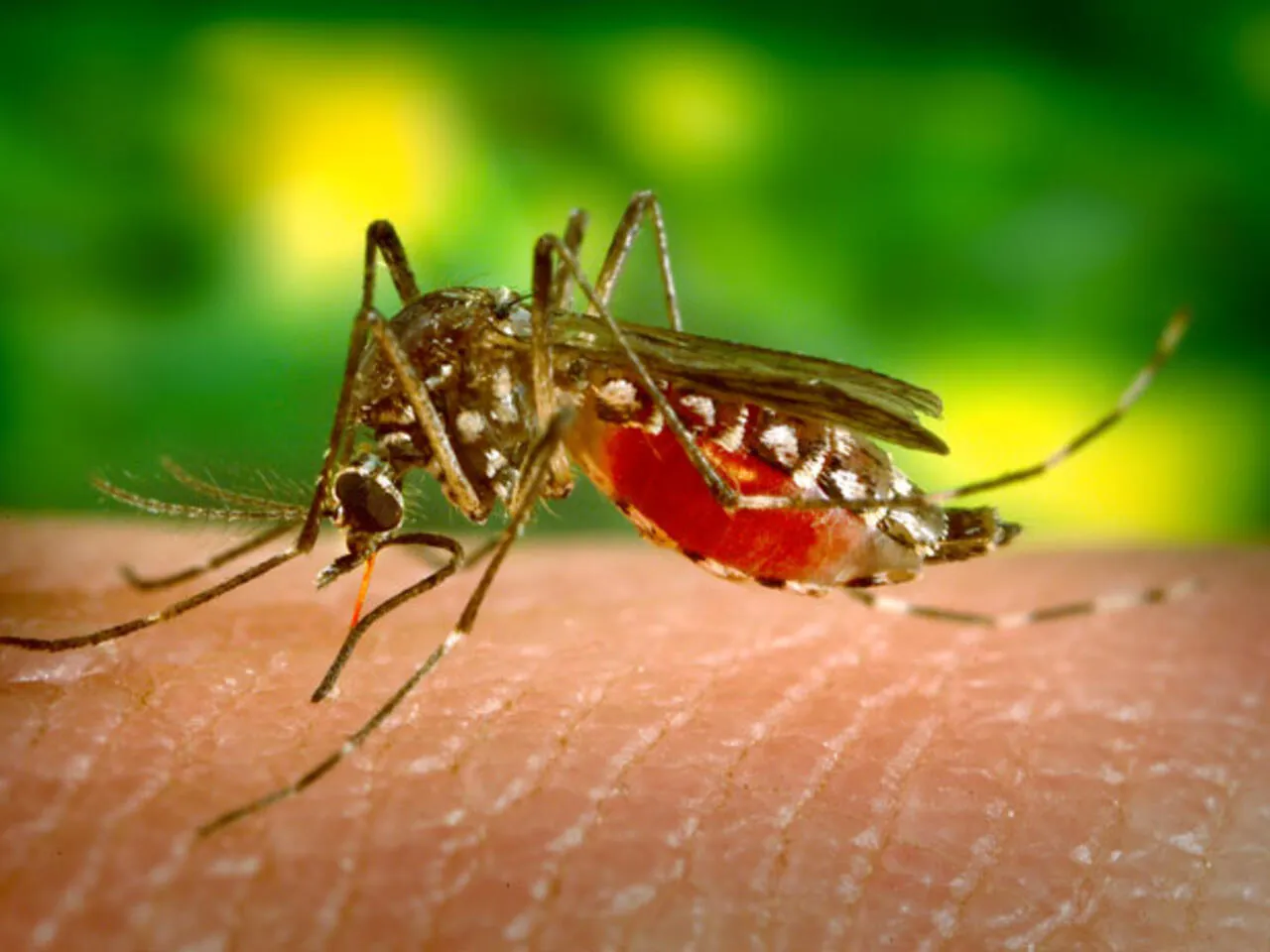 Prevencion Dengue Tinogasta - 00
