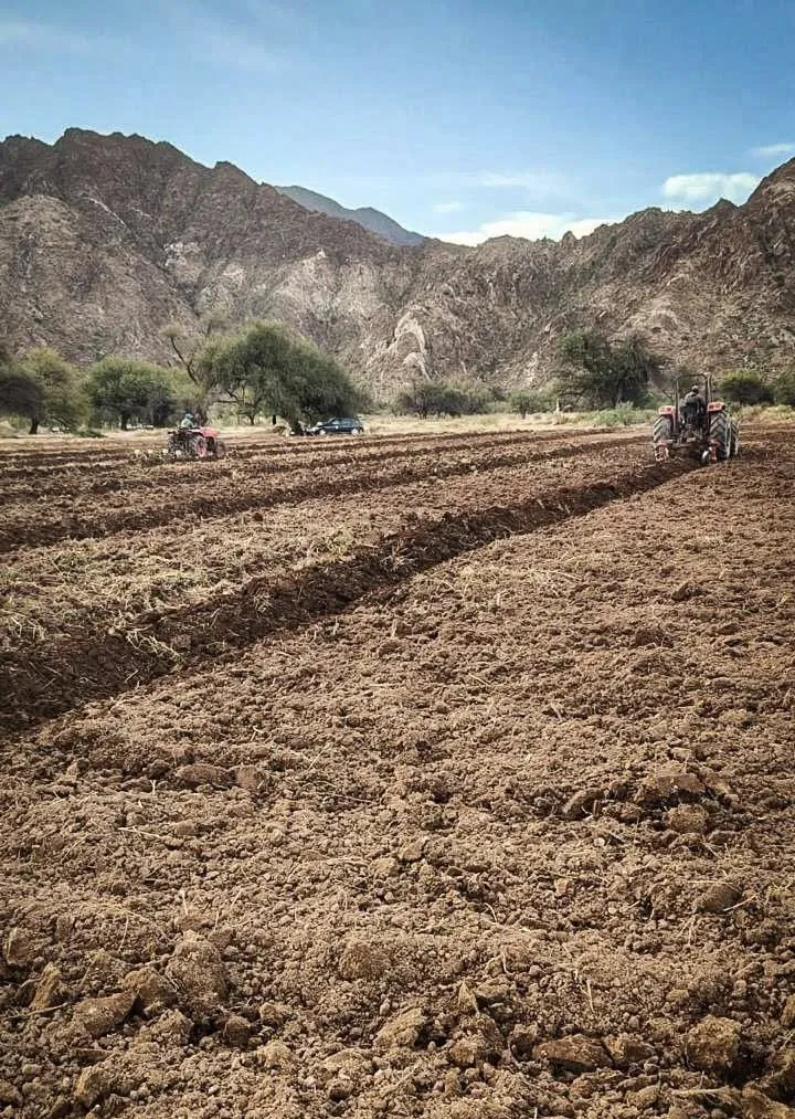 Campaña Siembra de Mostaza - 07