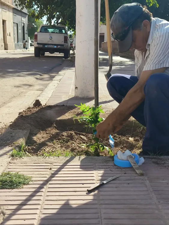 Forestacion en Tinogasta - 01