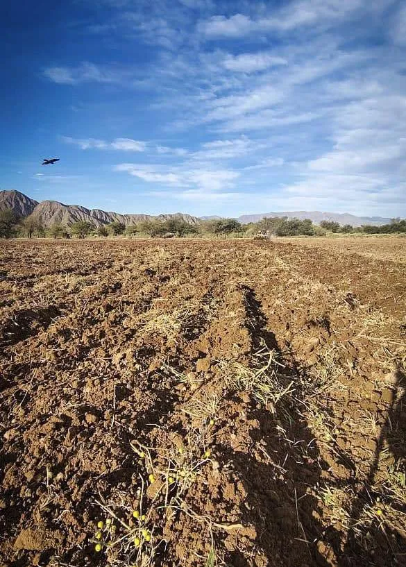 Campaña Siembra de Mostaza - 05