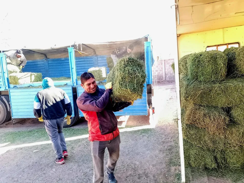 Pasto para produccion - 02