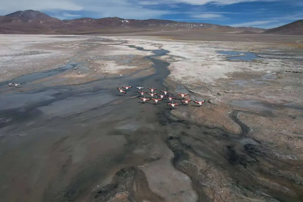 Regreso de Flamencos - 02